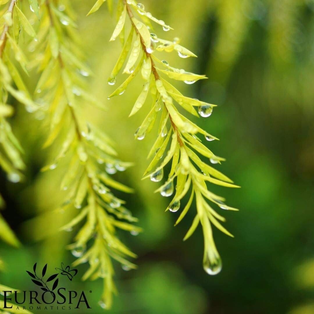 8oz Eucalyptus and Tea Tree Oil ShowerMist - Spa Quality Aromatherapy Experience