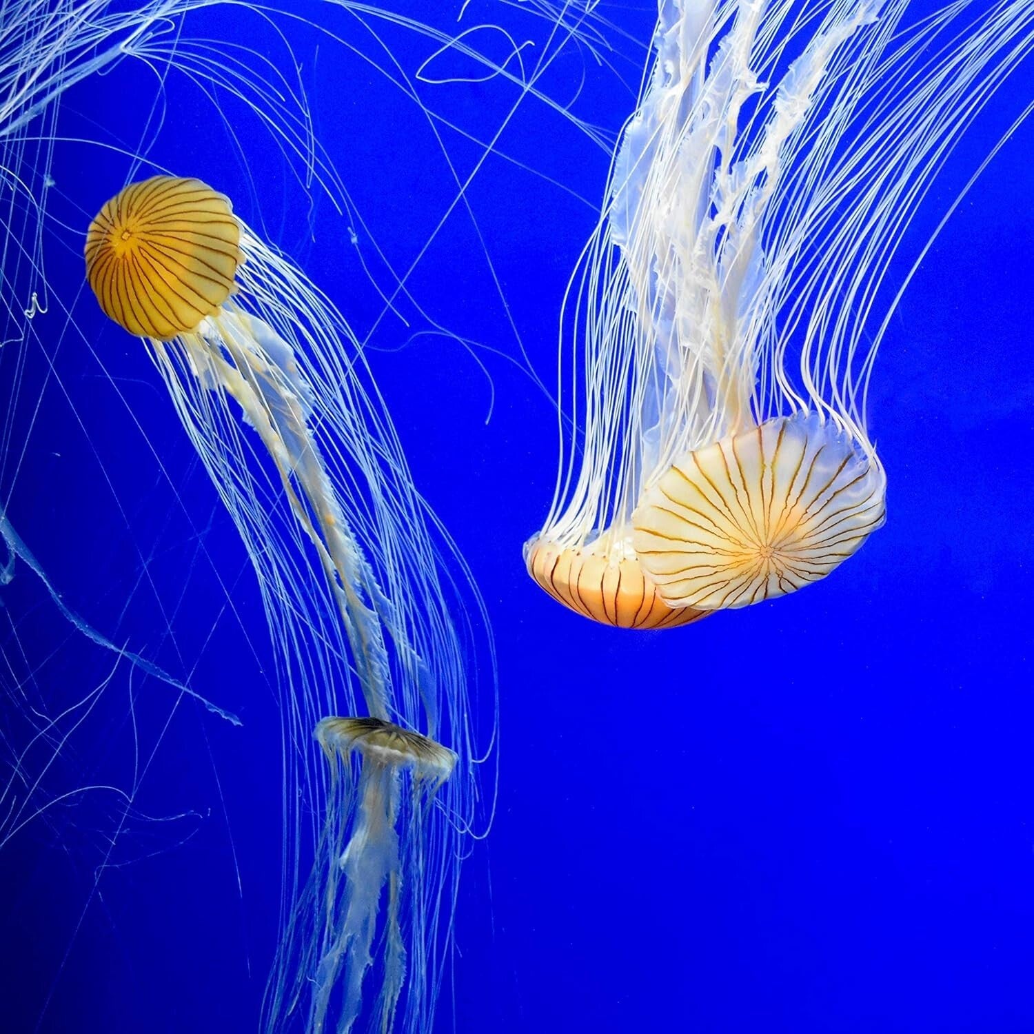 Prime Aquarium Conditioner – 1 Gal Liquid Detoxifier for Fresh & Saltwater Fish