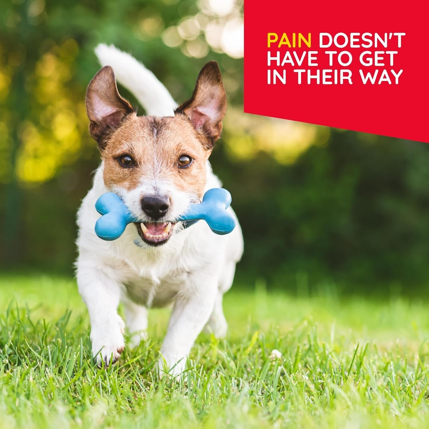 12 Powerful Natural Medicines for Pet Pain - Homeopathic Drops for Dogs & Cats