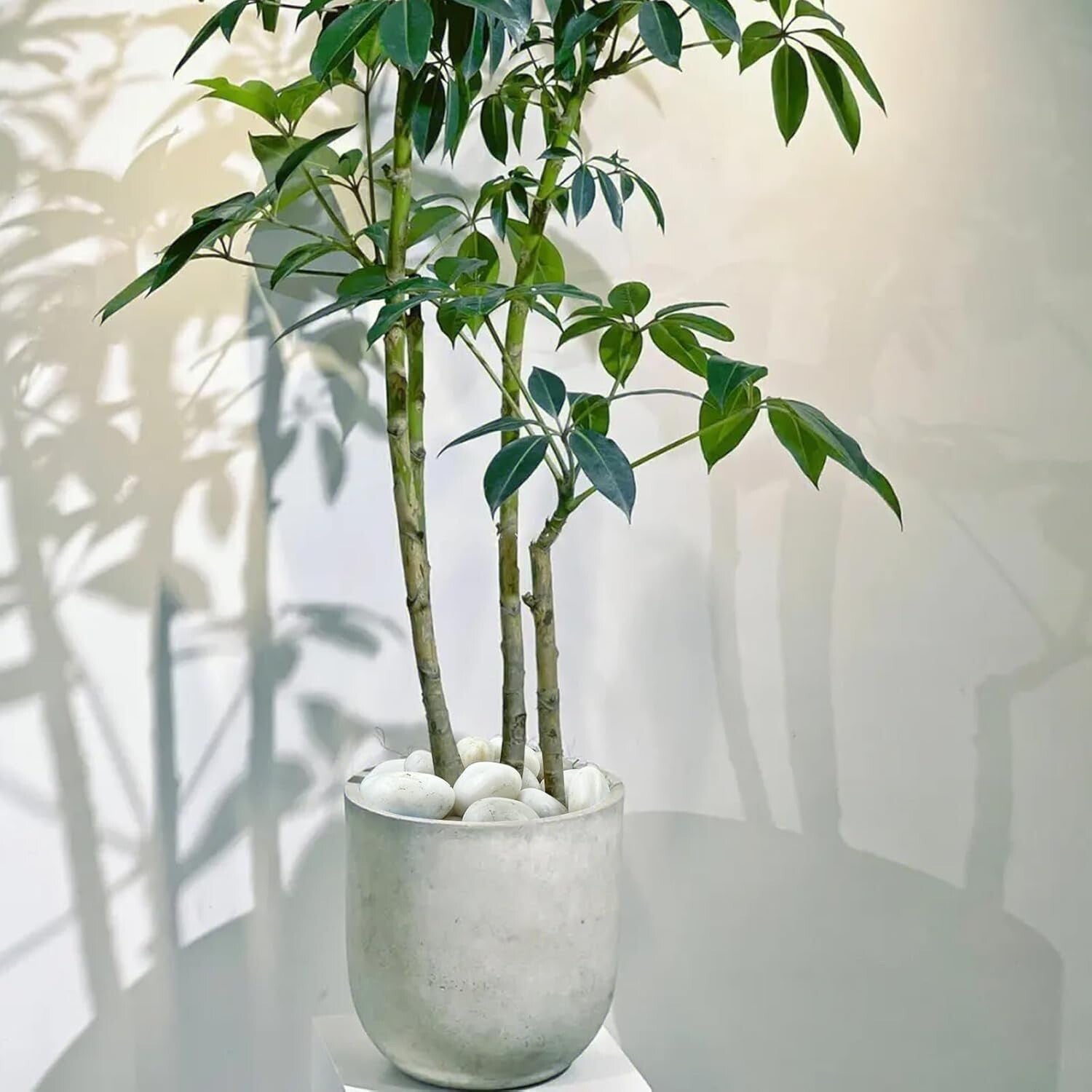 Elegant 20lbs White Pebbles - Ideal for Landscaping, Planters & Creative Decor