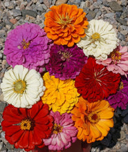 Load image into Gallery viewer, Vibrant Mix of California Giant Zinnia Seeds - 1 lb for Stunning Flower Displays