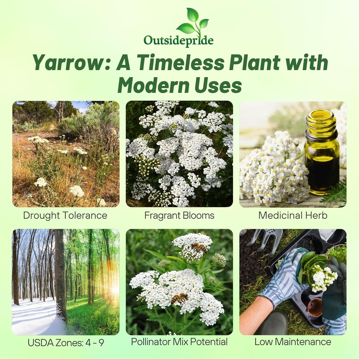 GMO-Free Wildflower Seeds - 1 lb Achillea Millefolium Yarrow for Outdoor Gardens