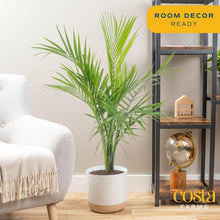 Load image into Gallery viewer, Majestic 3-4 Feet Tall Palm Plant in Elegant Modern Planter - Great Gift Idea