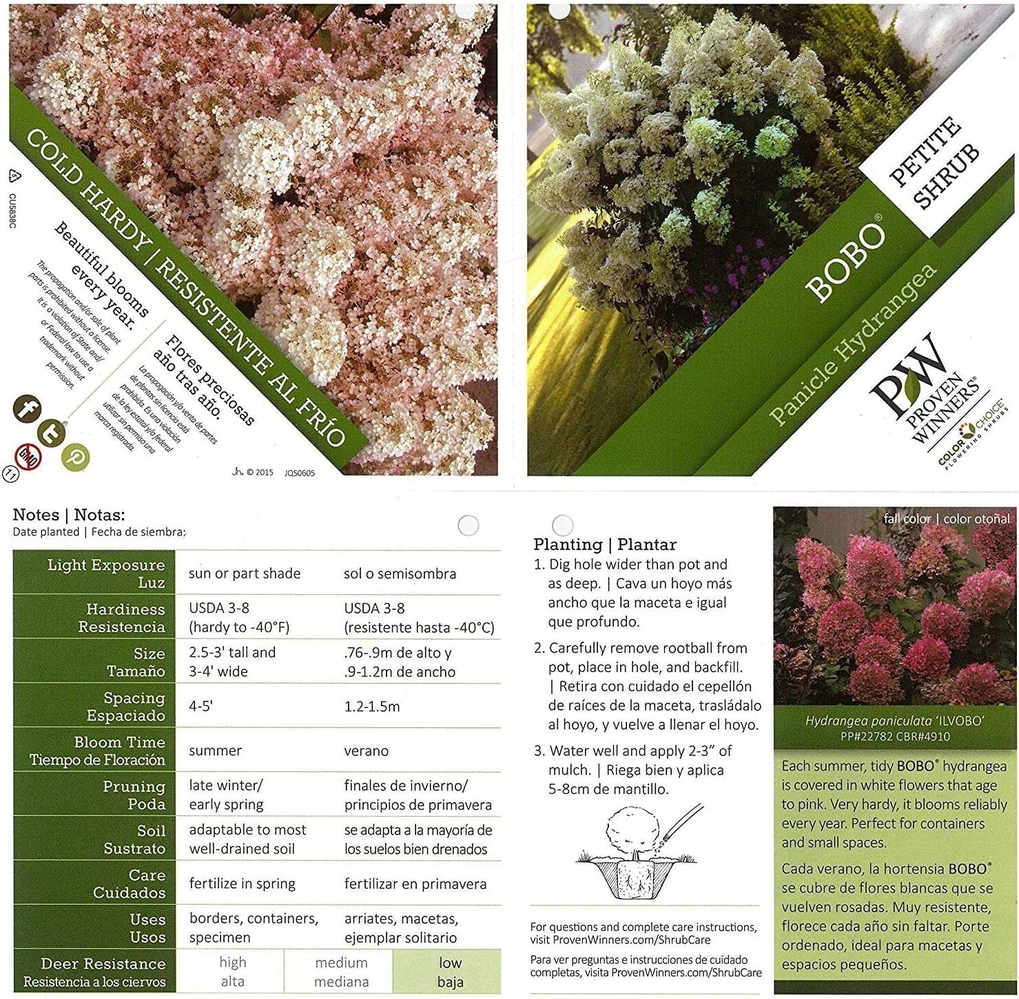 Dwarf Bobo Hydrangea Shrub - White Blooms for Small Gardens, 30-36 in