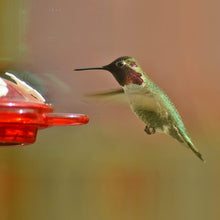 Load image into Gallery viewer, No-Leak Window Hummingbird Feeders - 2 Pack with Interchangeable Flower Colors