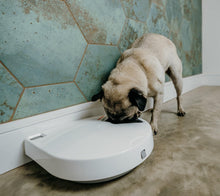 Load image into Gallery viewer, Programmable Automatic Feeder for Cats &amp; Small Dogs - 5 Meal with Ice Packs