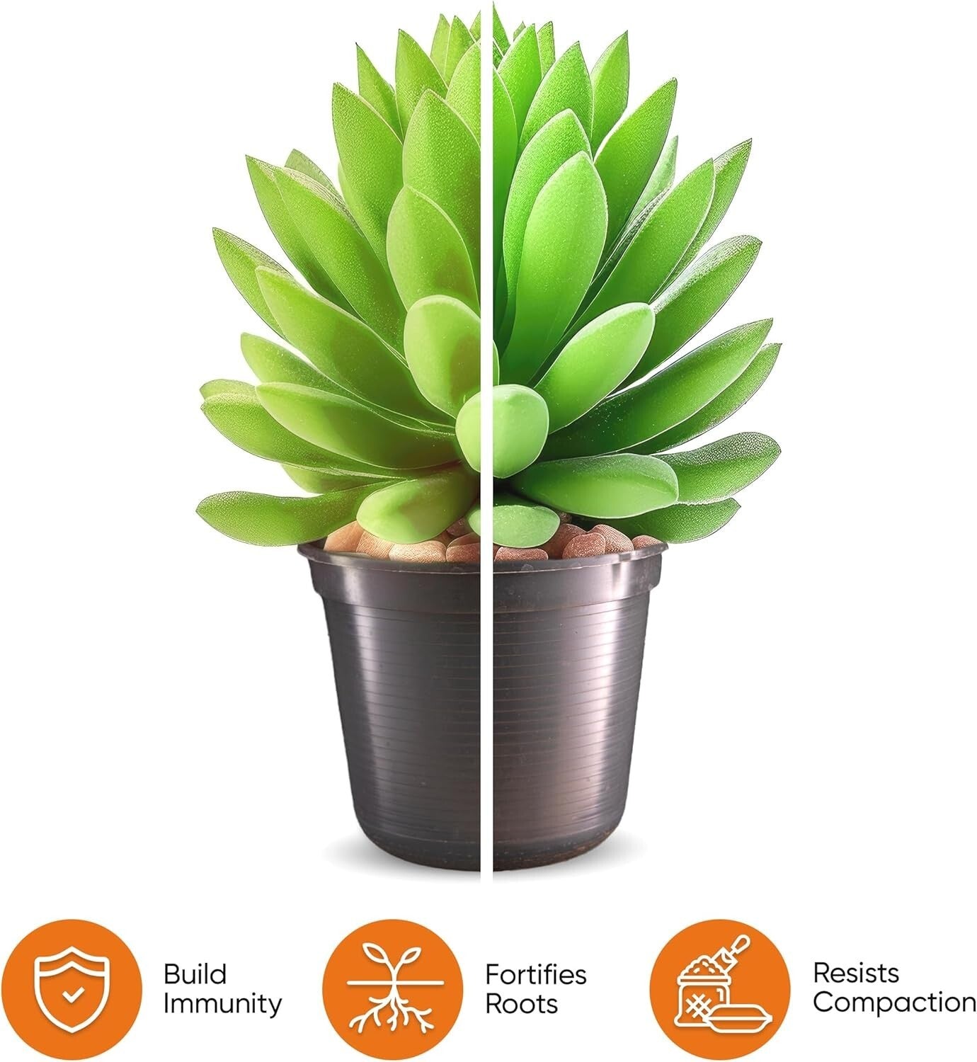 Molly's Premium Succulent Mix - Gritty Soilless Soil for Cacti & Bonsai 5 Quarts