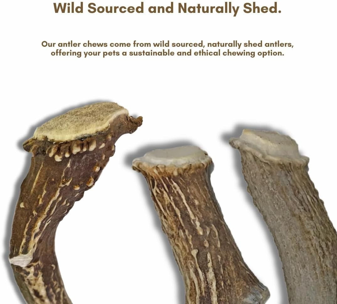 Odorless Antler Dog Chews Set - 3 Pack of Long-Lasting Chews for Large Breeds